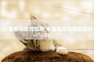 小猫着凉急救指南(小猫着凉拉稀能自愈吗)