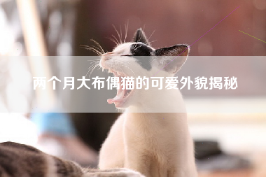 两个月大布偶猫的可爱外貌揭秘