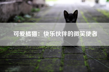 可爱橘猫：快乐伙伴的微笑使者