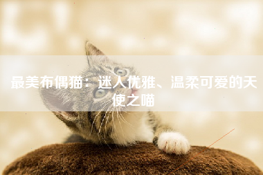 最美布偶猫：迷人优雅、温柔可爱的天使之喵