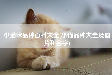 小猫咪品种百科大全(小猫品种大全及图片和名字)