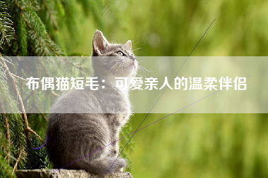 布偶猫短毛：可爱亲人的温柔伴侣