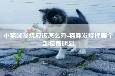 小猫咪发烧应该怎么办-猫咪发烧摸哪个部位最明显