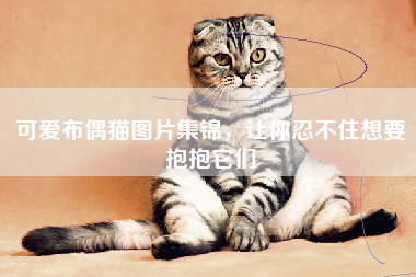 可爱布偶猫图片集锦，让你忍不住想要抱抱它们