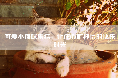 可爱小猫咪集结，让你心旷神怡的快乐时光