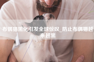 布偶猫黑化引发全球惊叹_防止布偶猫越来越黑