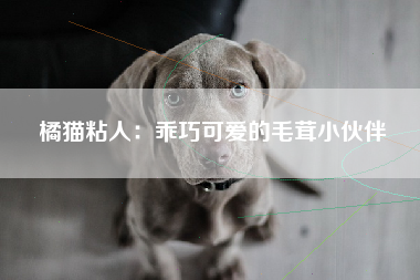 橘猫粘人：乖巧可爱的毛茸小伙伴