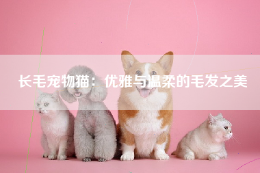 长毛宠物猫：优雅与温柔的毛发之美