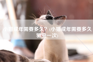 小猫成年需要多久？(小猫成年需要多久驱虫一次)