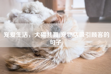 宠爱生活，犬猫共舞(宠物店吸引顾客的句子)