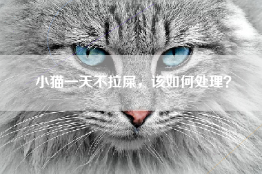 小猫一天不拉屎，该如何处理？