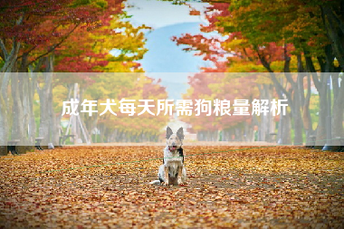 成年犬每天所需狗粮量解析