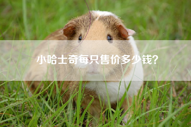 小哈士奇每只售价多少钱？