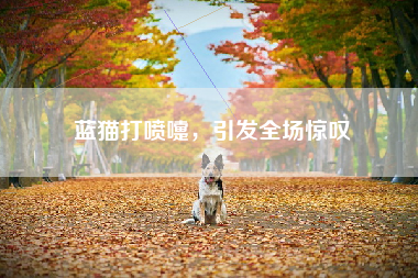 蓝猫打喷嚏，引发全场惊叹