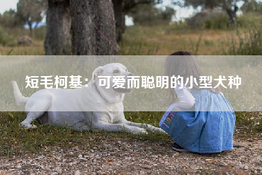 短毛柯基：可爱而聪明的小型犬种