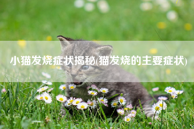 小猫发烧症状揭秘(猫发烧的主要症状)