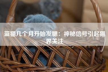 蓝猫几个月开始发腮：神秘信号引起猫界关注