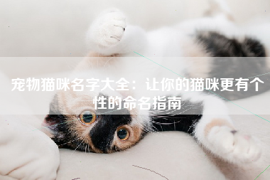 宠物猫咪名字大全：让你的猫咪更有个性的命名指南