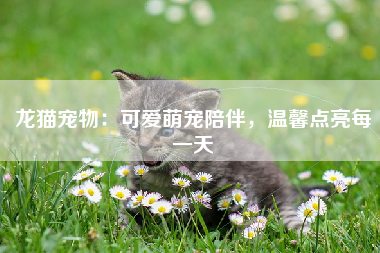 龙猫宠物：可爱萌宠陪伴，温馨点亮每一天