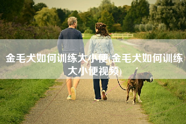 金毛犬如何训练大小便(金毛犬如何训练大小便视频)