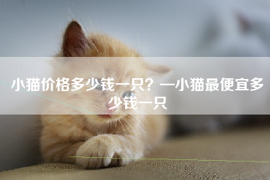 小猫价格多少钱一只？—小猫最便宜多少钱一只