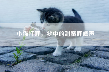 小猫打呼，梦中的甜蜜呼噜声