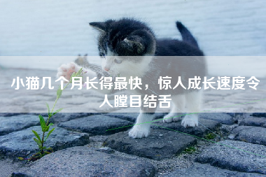 小猫几个月长得最快，惊人成长速度令人瞠目结舌