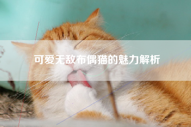 可爱无敌布偶猫的魅力解析