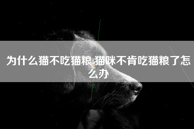 为什么猫不吃猫粮;猫咪不肯吃猫粮了怎么办