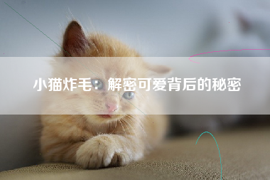 小猫炸毛：解密可爱背后的秘密