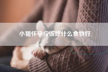 小猫怀孕应该吃什么食物好