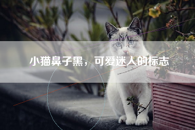 小猫鼻子黑，可爱迷人的标志