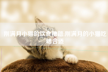 刚满月小猫的饮食秘籍;刚满月的小猫吃啥合适