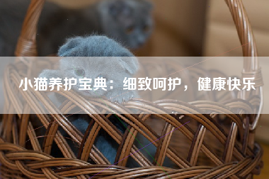 小猫养护宝典：细致呵护，健康快乐