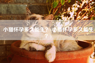 小猫怀孕多久能生？(小猫怀孕多久能生？)