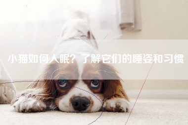 小猫如何入眠？了解它们的睡姿和习惯