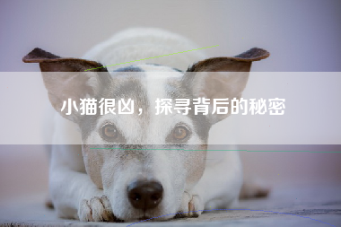 小猫很凶，探寻背后的秘密