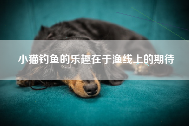 小猫钓鱼的乐趣在于渔线上的期待