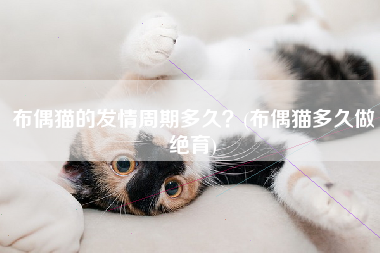 布偶猫的发情周期多久？(布偶猫多久做绝育)