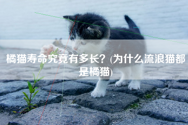 橘猫寿命究竟有多长？(为什么流浪猫都是橘猫)