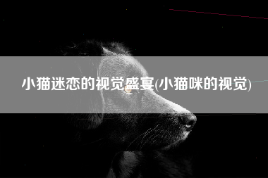 小猫迷恋的视觉盛宴(小猫咪的视觉)