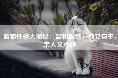 蓝猫性格大揭秘：温和聪慧，独立自主，亲人又冷静