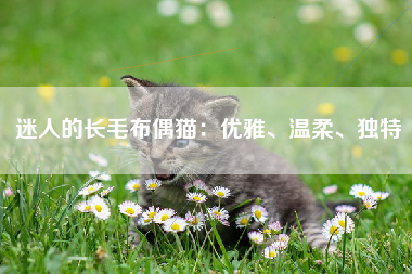 迷人的长毛布偶猫：优雅、温柔、独特