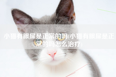 小猫有眼屎是正常的吗(小猫有眼屎是正常的吗怎么治疗)