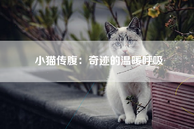 小猫传腹：奇迹的温暖呼吸