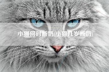 小猫何时断奶(小猫几岁断奶)