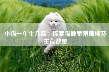 小猫一年生几窝：探索猫咪繁殖周期及生育数量