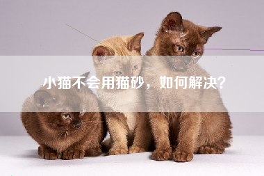 小猫不会用猫砂，如何解决？