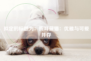 拟定的标题为：折耳蓝猫：优雅与可爱并存