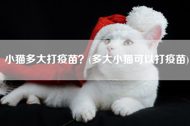 小猫多大打疫苗？(多大小猫可以打疫苗)